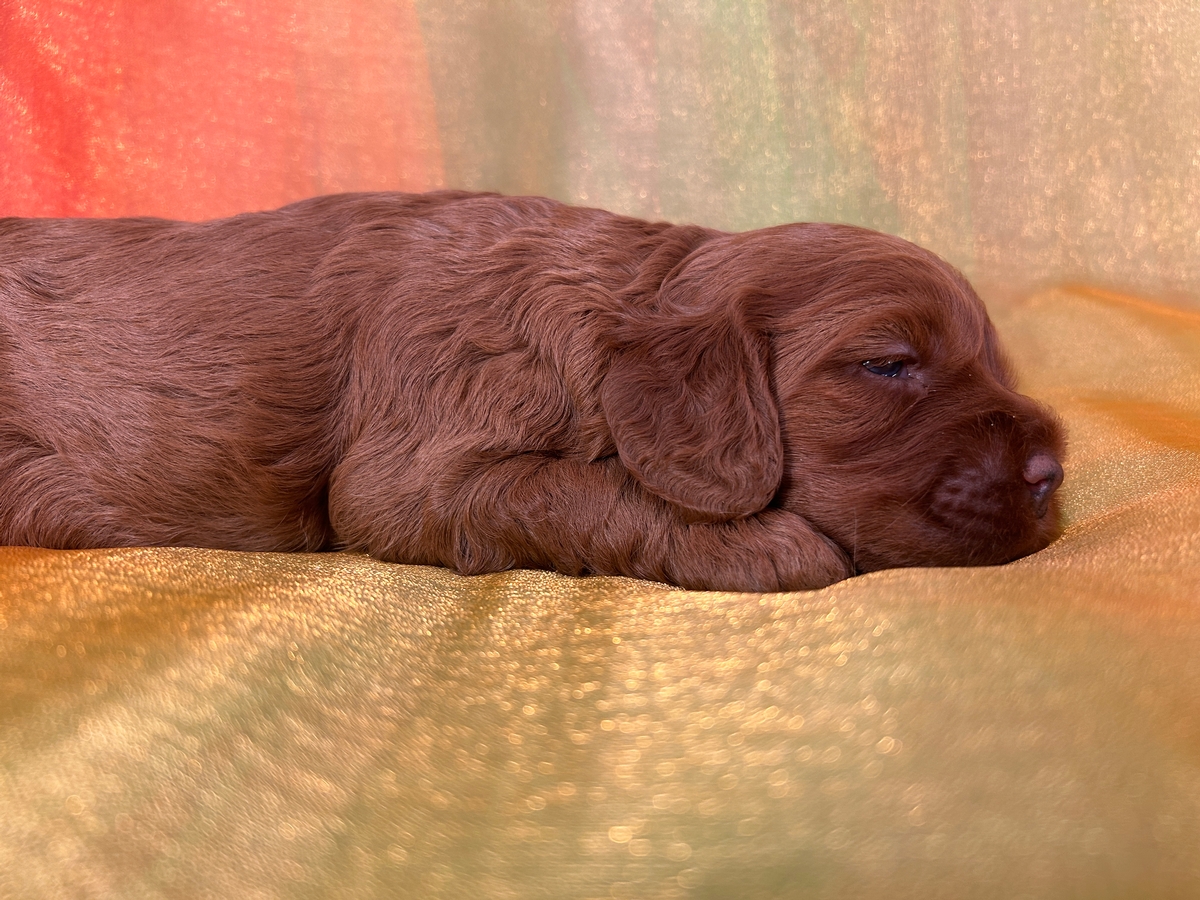 Dark Red F1 Female Cockapoo Pup for Sale DOB 9-15-2025, $950